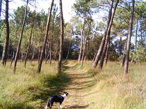 Landes de Lessay